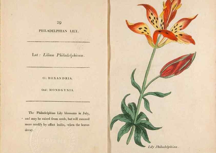 Reproducción/Reproduction 24317372123: Fifty plates of green-house plants, drawn and coloured from nature :. London :Printed for the author by T. Bensley,1807.