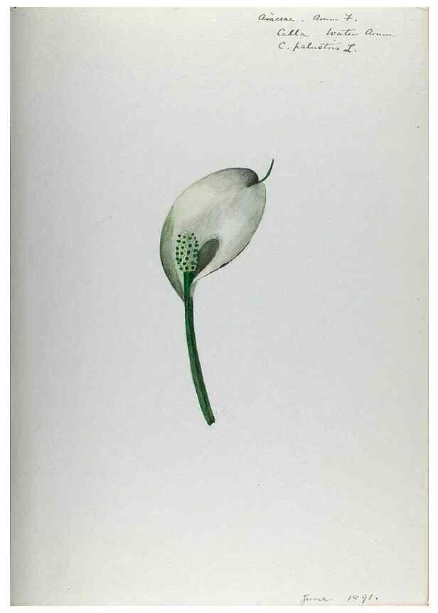 Reproducción/Reproduction 24576985179: [Water-color sketches of plants of North America and Europe]. 