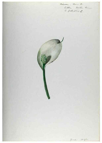 Reproducción/Reproduction 24576985179: [Water-color sketches of plants of North America and Europe]. 