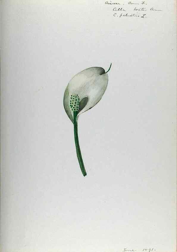 Reproducción/Reproduction 24576985179: [Water-color sketches of plants of North America and Europe]. 