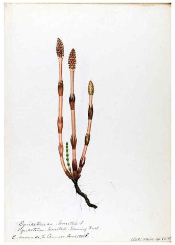 Reproducción/Reproduction 24918218226: [Water-color sketches of plants of North America and Europe]. 