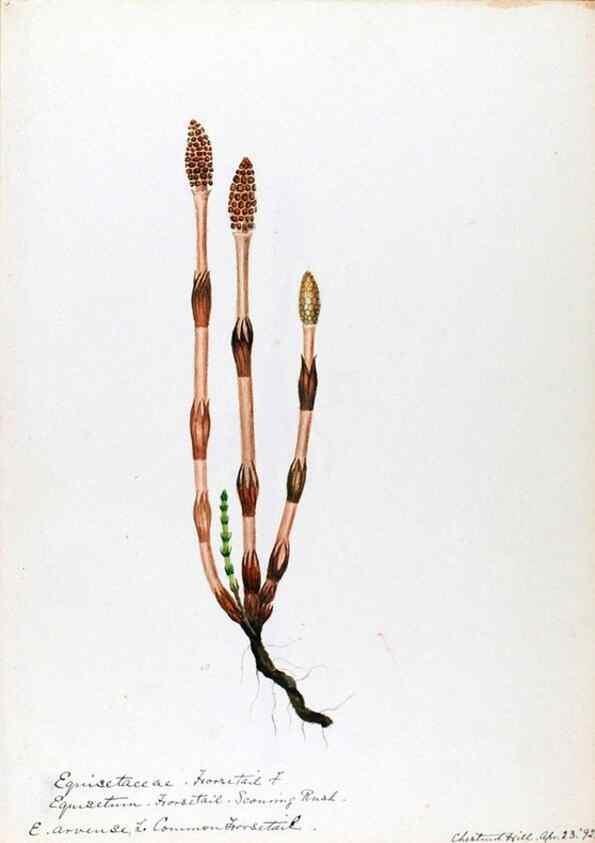 Reproducción/Reproduction 24918218226: [Water-color sketches of plants of North America and Europe]. 