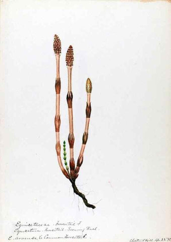 Reproducción/Reproduction 24918218226: [Water-color sketches of plants of North America and Europe]. 