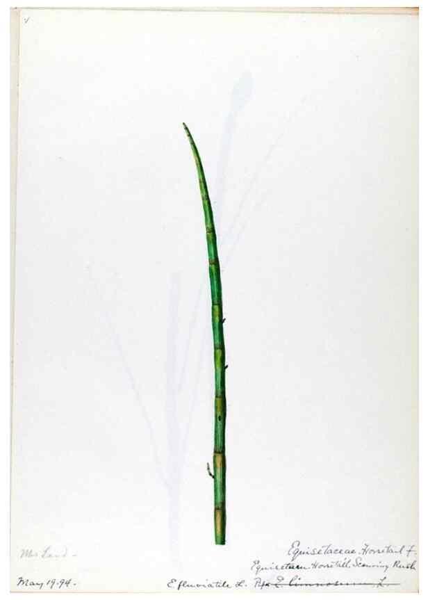 Reproducción/Reproduction 24944496595: [Water-color sketches of plants of North America and Europe]. 