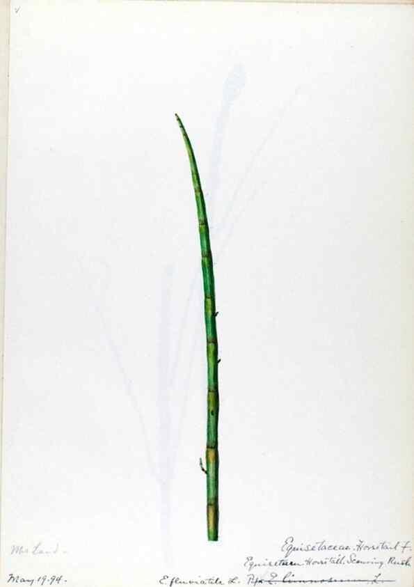 Reproducción/Reproduction 24944496595: [Water-color sketches of plants of North America and Europe]. 
