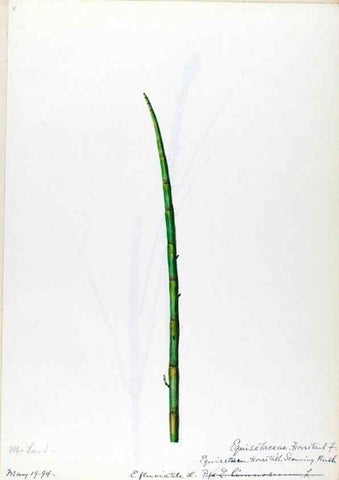 Reproducción/Reproduction 24944496595: [Water-color sketches of plants of North America and Europe]. 
