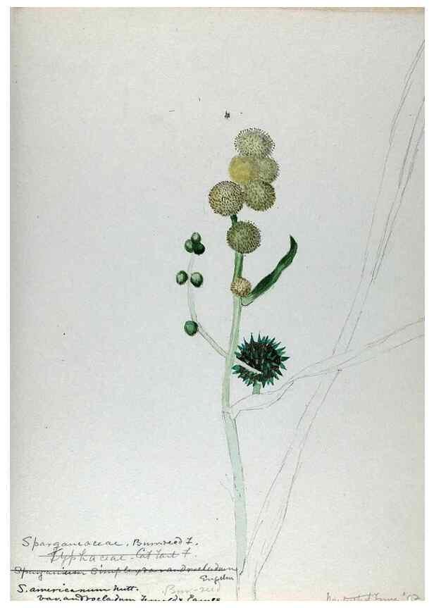 Reproducción/Reproduction 24944556725: [Water-color sketches of plants of North America and Europe]. 