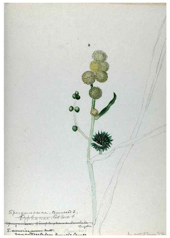 Reproducción/Reproduction 24944556725: [Water-color sketches of plants of North America and Europe]. 