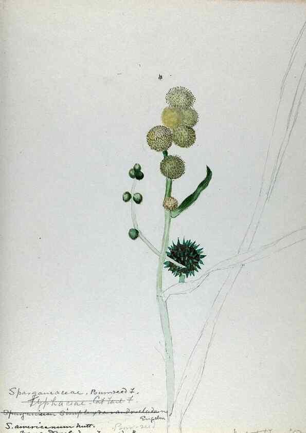 Reproducción/Reproduction 24944556725: [Water-color sketches of plants of North America and Europe]. 