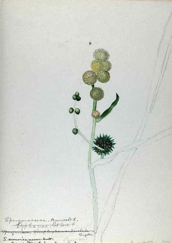 Reproducción/Reproduction 24944556725: [Water-color sketches of plants of North America and Europe]. 