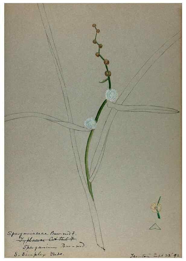 Reproducción/Reproduction 24313982224: [Water-color sketches of plants of North America and Europe]. 