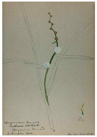 Reproducción/Reproduction 24313982224: [Water-color sketches of plants of North America and Europe]. 