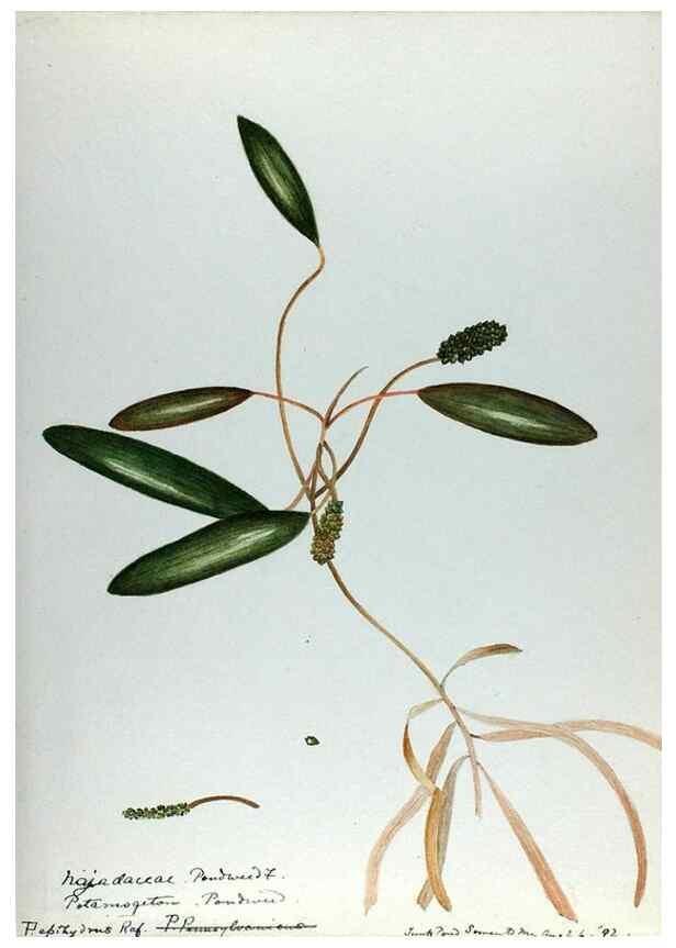 Reproducción/Reproduction 24576945769: [Water-color sketches of plants of North America and Europe]. 