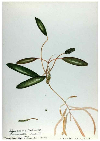Reproducción/Reproduction 24576945769: [Water-color sketches of plants of North America and Europe]. 