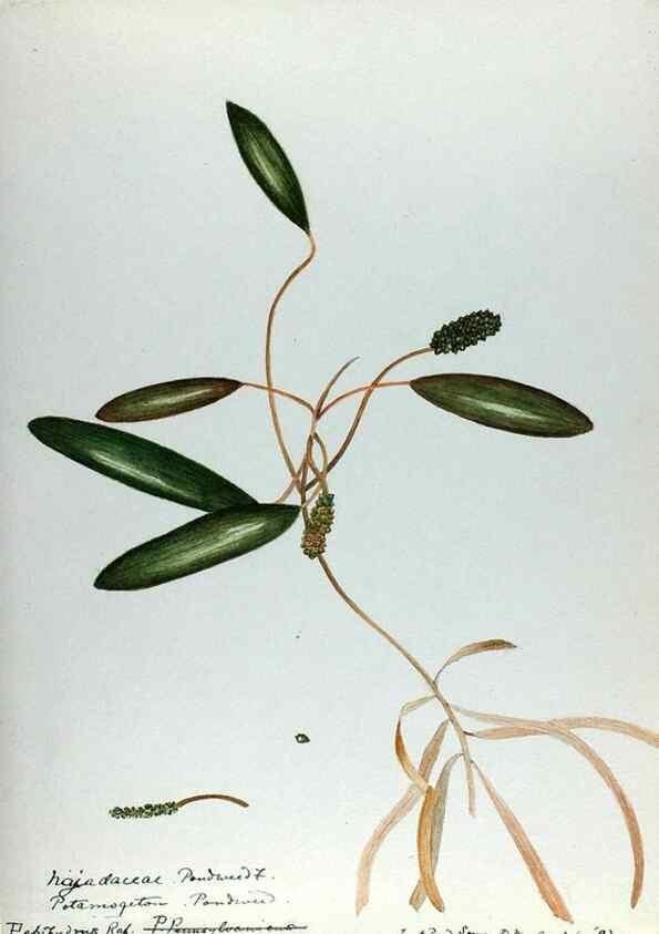 Reproducción/Reproduction 24576945769: [Water-color sketches of plants of North America and Europe]. 