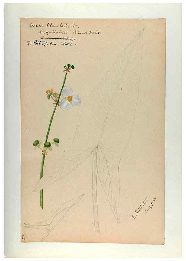 Reproducción/Reproduction 24918290166: [Water-color sketches of plants of North America and Europe]. 