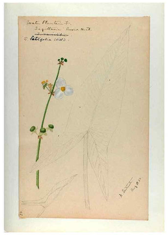 Reproducción/Reproduction 24918290166: [Water-color sketches of plants of North America and Europe]. 