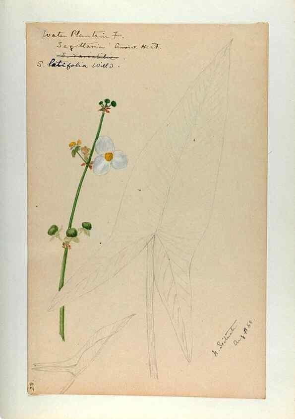 Reproducción/Reproduction 24918290166: [Water-color sketches of plants of North America and Europe]. 
