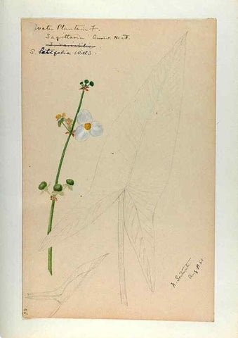 Reproducción/Reproduction 24918290166: [Water-color sketches of plants of North America and Europe]. 
