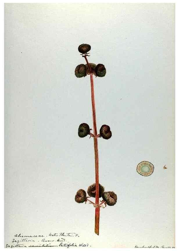 Reproducción/Reproduction 24649092350: [Water-color sketches of plants of North America and Europe]. 