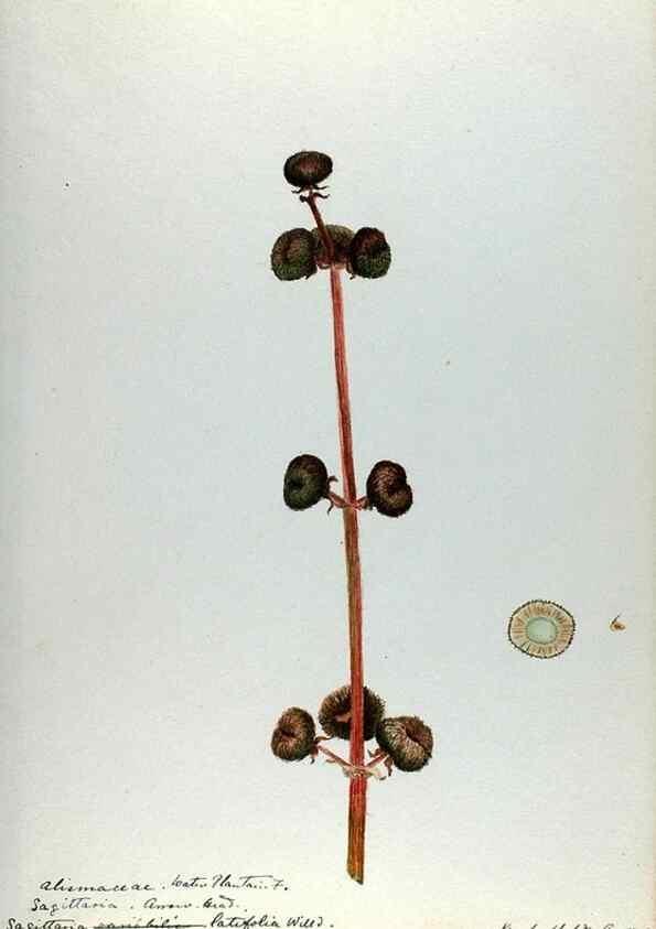 Reproducción/Reproduction 24649092350: [Water-color sketches of plants of North America and Europe]. 