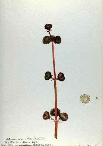 Reproducción/Reproduction 24649092350: [Water-color sketches of plants of North America and Europe]. 