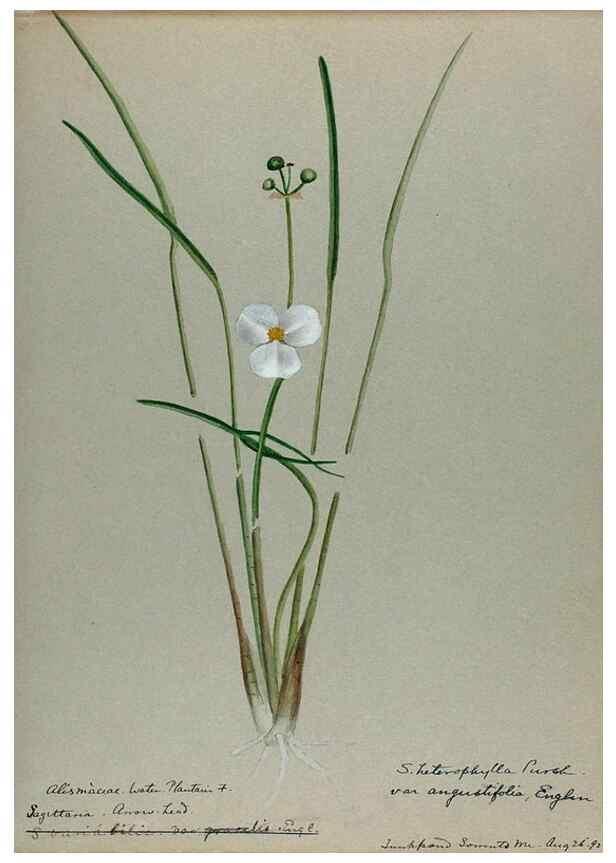 Reproducción/Reproduction 24944569215: [Water-color sketches of plants of North America and Europe]. 