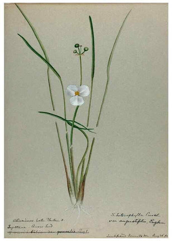 Reproducción/Reproduction 24944569215: [Water-color sketches of plants of North America and Europe]. 