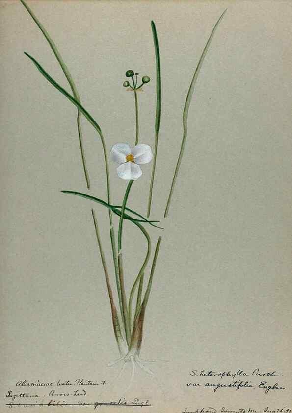Reproducción/Reproduction 24944569215: [Water-color sketches of plants of North America and Europe]. 