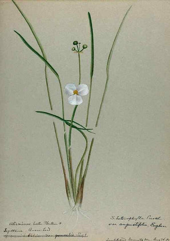 Reproducción/Reproduction 24944569215: [Water-color sketches of plants of North America and Europe]. 