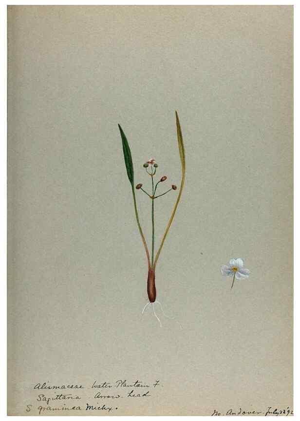 Reproducción/Reproduction 24918298576: [Water-color sketches of plants of North America and Europe]. 