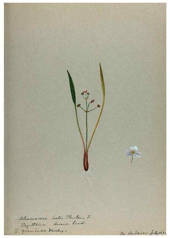 Reproducción/Reproduction 24918298576: [Water-color sketches of plants of North America and Europe]. 