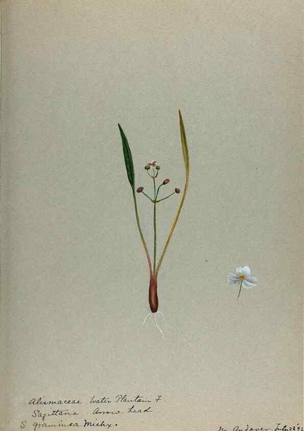 Reproducción/Reproduction 24918298576: [Water-color sketches of plants of North America and Europe]. 
