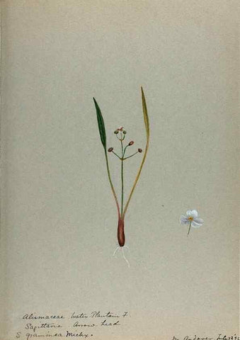 Reproducción/Reproduction 24918298576: [Water-color sketches of plants of North America and Europe]. 