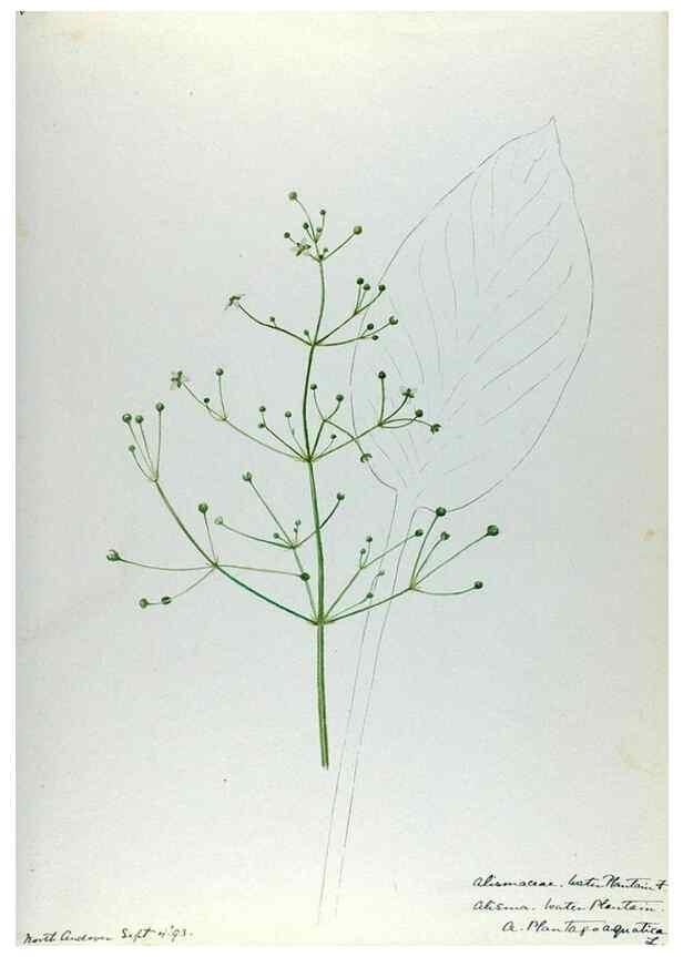 Reproducción/Reproduction 24313997434: [Water-color sketches of plants of North America and Europe]. 