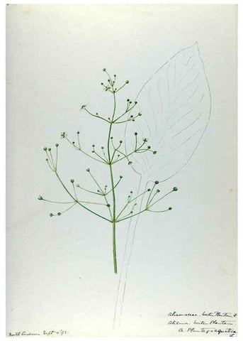 Reproducción/Reproduction 24313997434: [Water-color sketches of plants of North America and Europe]. 
