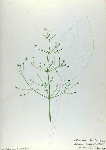 Reproducción/Reproduction 24313997434: [Water-color sketches of plants of North America and Europe]. 