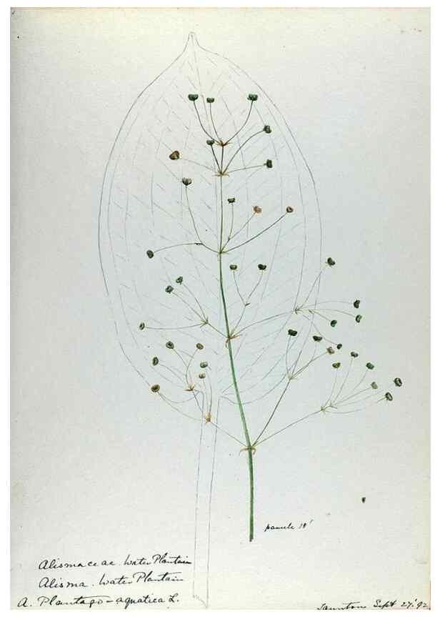 Reproducción/Reproduction 24918305506: [Water-color sketches of plants of North America and Europe]. 