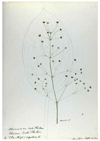 Reproducción/Reproduction 24918305506: [Water-color sketches of plants of North America and Europe]. 