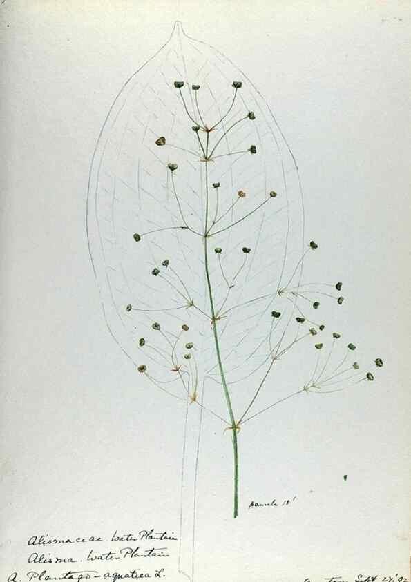 Reproducción/Reproduction 24918305506: [Water-color sketches of plants of North America and Europe]. 