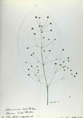 Reproducción/Reproduction 24918305506: [Water-color sketches of plants of North America and Europe]. 