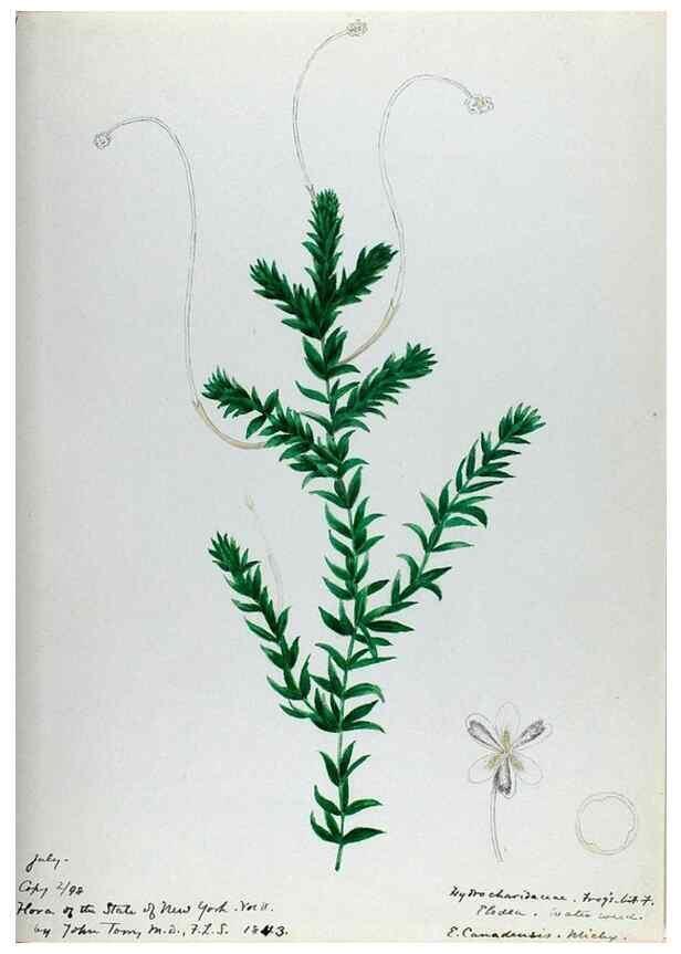 Reproducción/Reproduction 24314004664: [Water-color sketches of plants of North America and Europe]. 