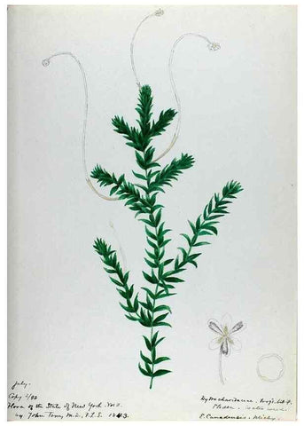 Reproducción/Reproduction 24314004664: [Water-color sketches of plants of North America and Europe]. 