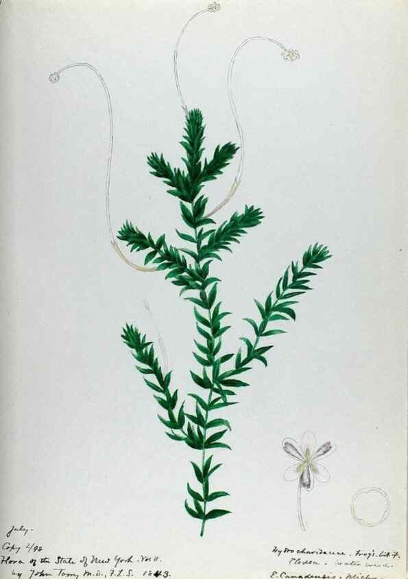 Reproducción/Reproduction 24314004664: [Water-color sketches of plants of North America and Europe]. 