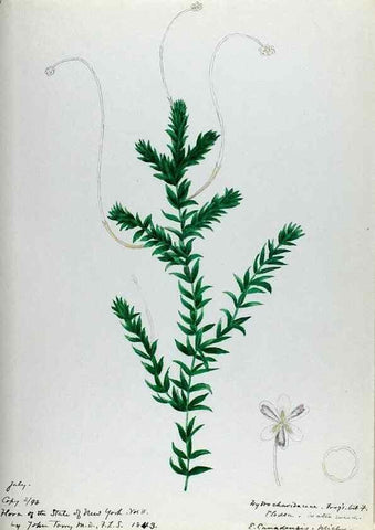 Reproducción/Reproduction 24314004664: [Water-color sketches of plants of North America and Europe]. 