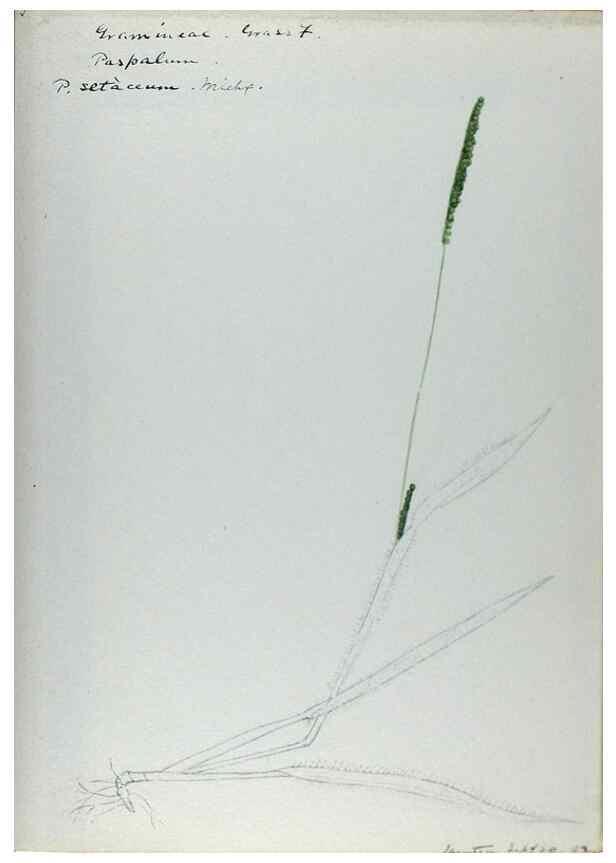 Reproducción/Reproduction 24826632862: [Water-color sketches of plants of North America and Europe]. 