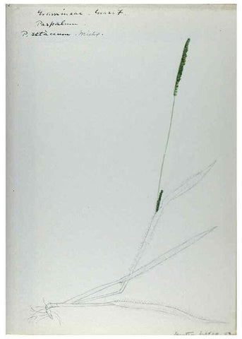 Reproducción/Reproduction 24826632862: [Water-color sketches of plants of North America and Europe]. 