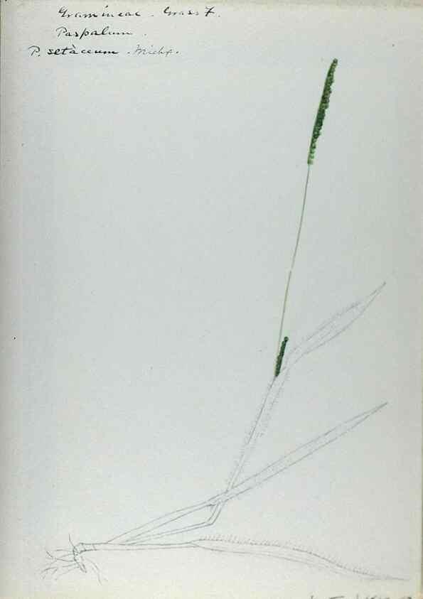 Reproducción/Reproduction 24826632862: [Water-color sketches of plants of North America and Europe]. 