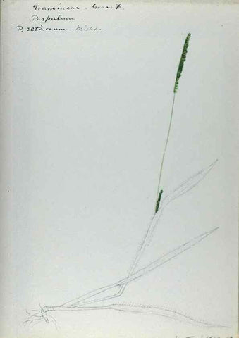 Reproducción/Reproduction 24826632862: [Water-color sketches of plants of North America and Europe]. 