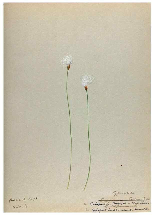 Reproducción/Reproduction 24826636672: [Water-color sketches of plants of North America and Europe]. 